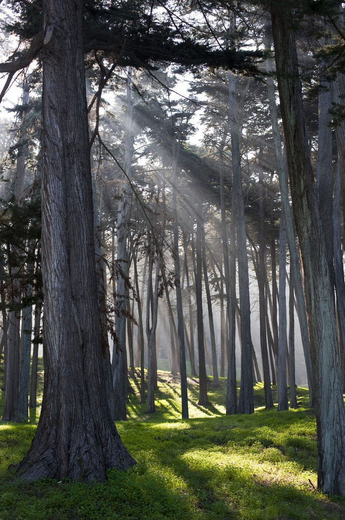 radivs:  'Trees in the Presidio' by Sam Hay 