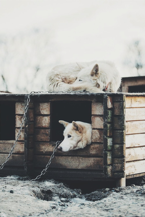ikwt:  Huskies (lebackpacker) | instagram