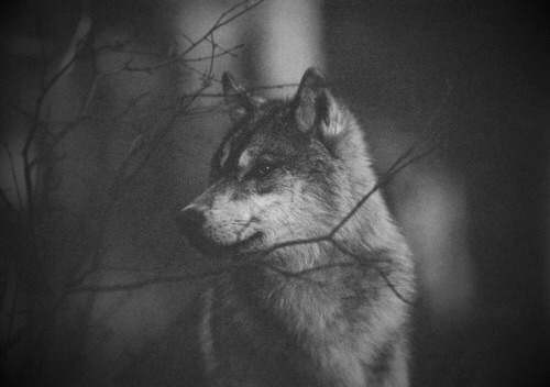 Gothic Cheetahs Little Hippie Wolf