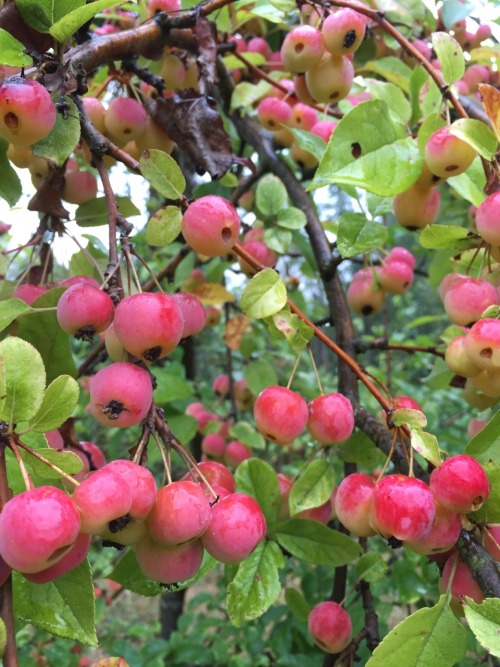 5-and-a-half-acres:Crab apples.