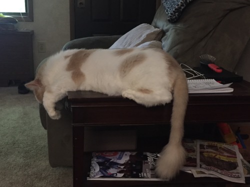 The best of “Kodie napping on end tables”