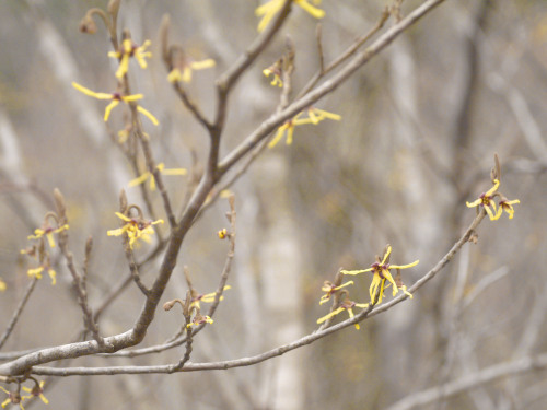 Hamamelis japonica var. obtusata    One of the earliest tree flowers in the local forest.