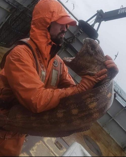 thephoenixfirescout:sixpenceee:A worker on a fishing boat face to face with an angry wolf eel | sour