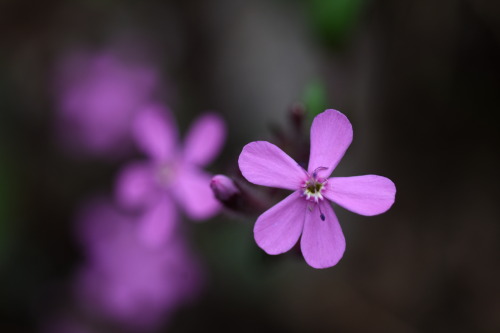 Micro lilla flower
