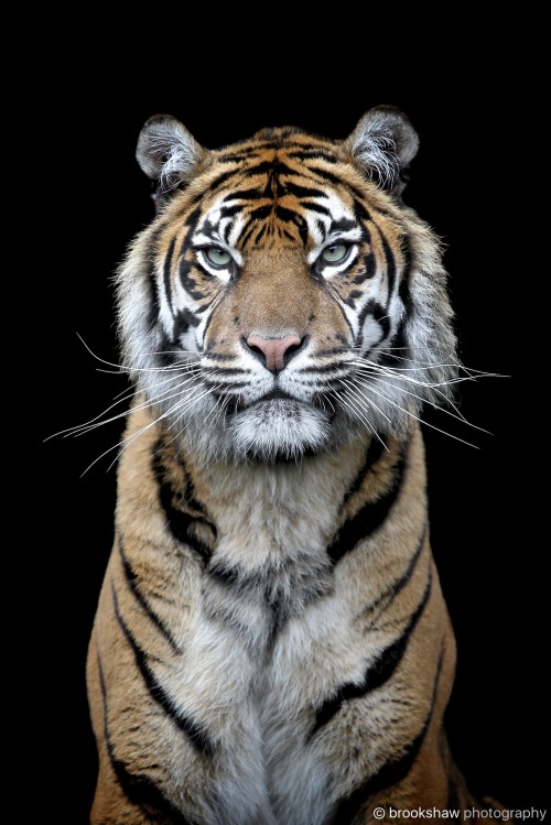 Today is International Tiger Day (July 29th).It’s so scary to think that stunning Sumatran Tig