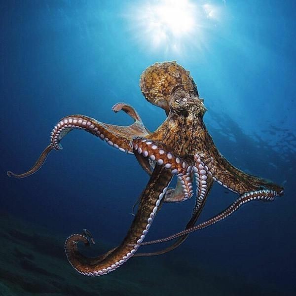 the-sea-my-soul:These creatures fascinate me🐙