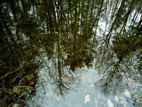 Reflections, Algonquin Park, Ontario. Spring.