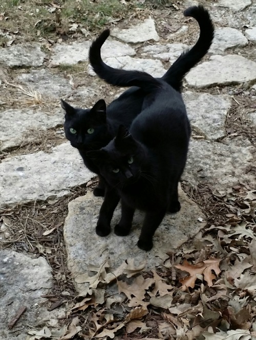 Rock The Shaz - Greeted to this every day when I get home. Meet Sheba and Anubis, a couple of cats t