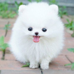 izzy-springbolt:  Teacup pomeranian appreciation