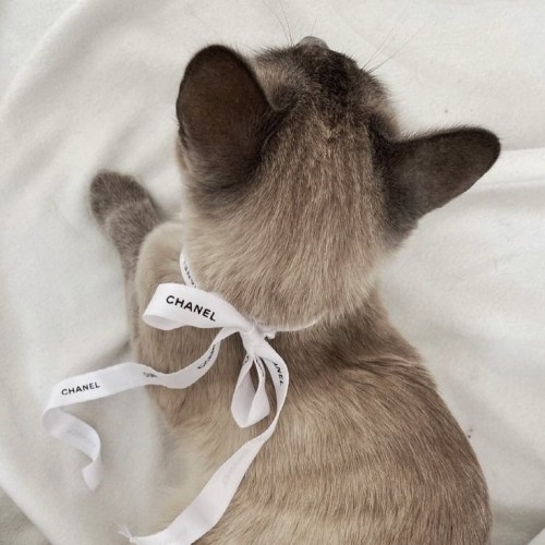 . Bio: @wincats