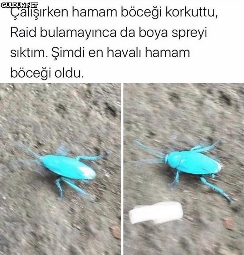 Çalışırken hamam böceği...