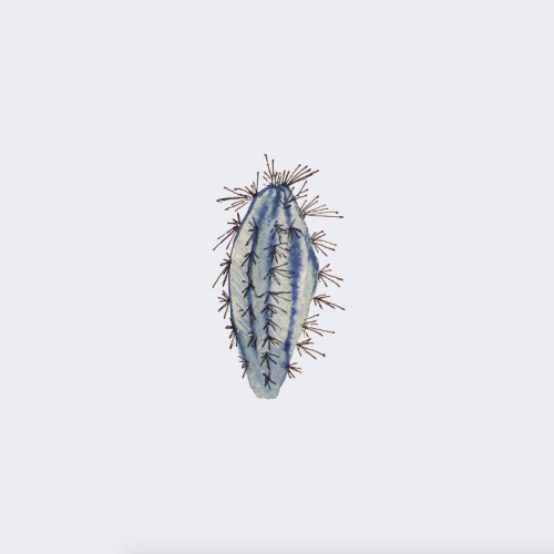 XXX birdasaurus:  Sara Comb’s 100 Days of Cacti photo