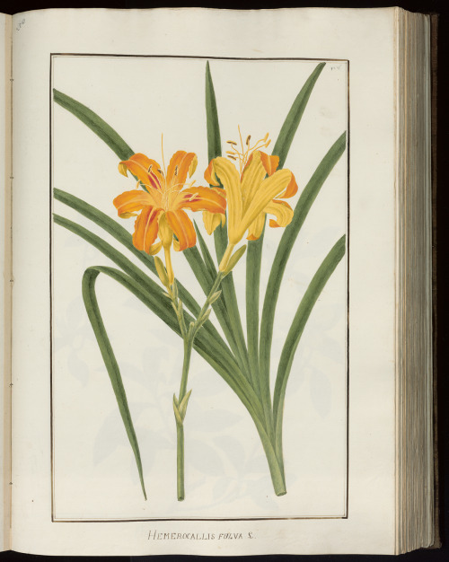 Botanical illustrations by BaldassareCattrani. PHAIDRA University of Padova archive.org