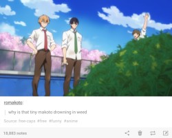 jullya-senpai:Free! is a blessing