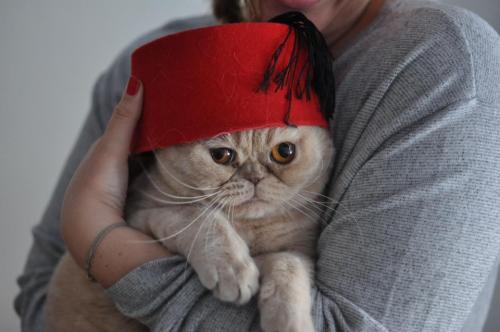 I bought Jabba this fez last year on a trip to Egypt. Unfortunately it was too big for his little he