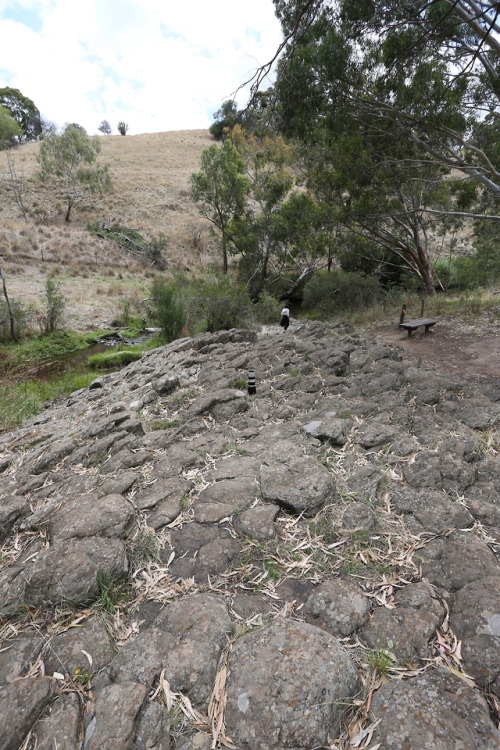 geologicaltravels:2015: Pleistocene columnar basalts (2.5Ma - 2.8Ma) being the main feature at Organ