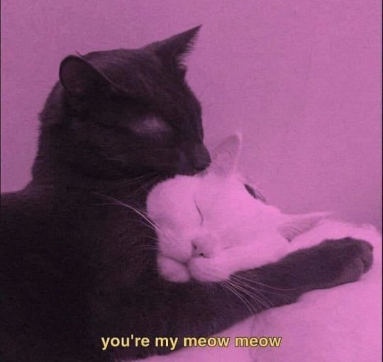 cattloverss: