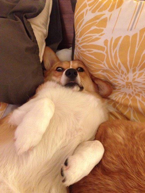emmathebean:  gatsbyadventures:So a couple Corgi Ladies and I were talking about