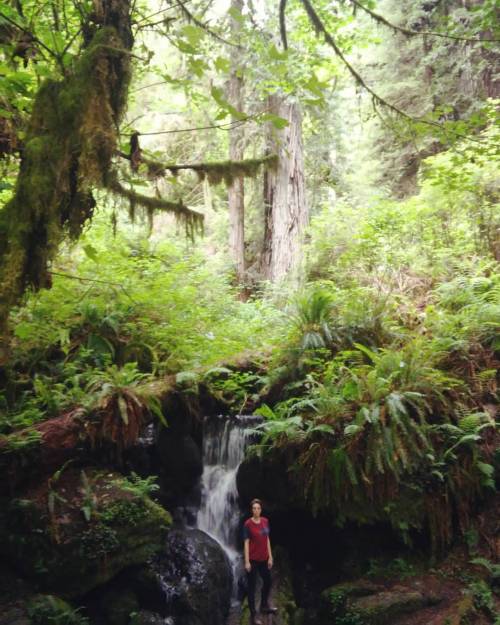 Lil sprout in big big forest