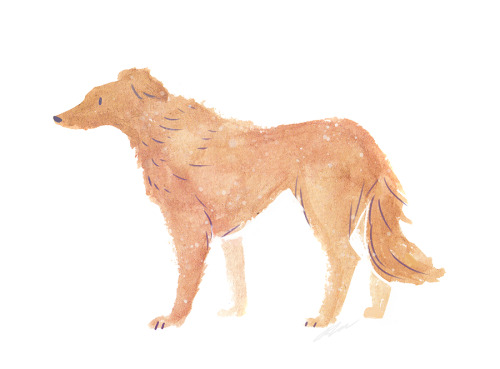 some borzoi