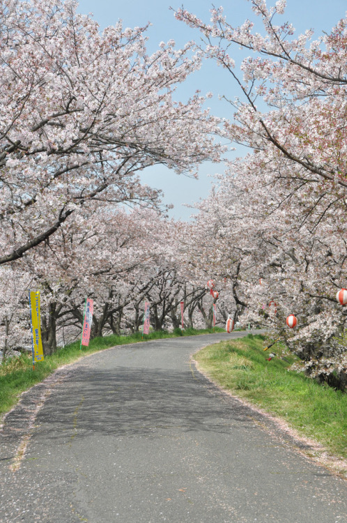 by  Kazushige Tanase