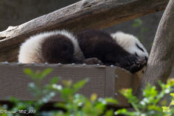 giantpandaphotos:  It’s a tough job being