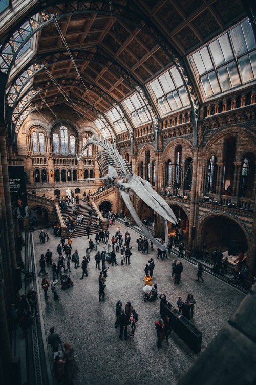 historyofartdaily: The Natural History Museum, London, by Joshua Rawson-Harris