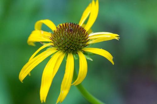 Garden Flower Nikon D800 Nikon 200mm Micro F/4 [OC] [7360 x 4312]