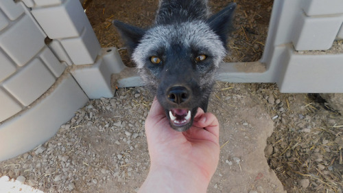 I love these two foxes, they make anyone’s day so much better :3 Both were super happy to see me, af