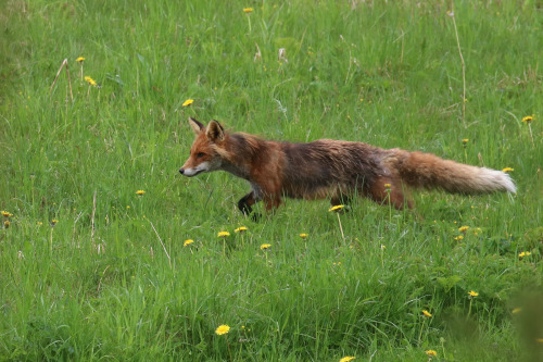 michaelnordeman:Red fox/räv. It’s currently shedding its thick winter fur. Värm