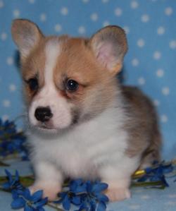 corgiaddict:  Here’s the latest picture of Jackson. He’s finally starting to look like a Corgi! With his little ears popped up and everything! :) submitted by Jackson Gatsby Stubbington! You can follow his blog here.