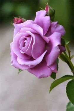 flowersgardenlove:  Sterling Silver Rose