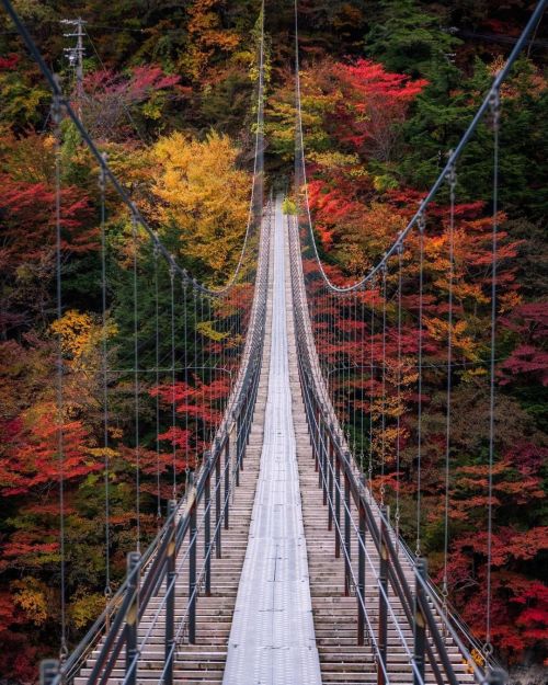 Visit Japan: Are you ready to walk into autumn? Awaiting you from Hatanagi Suspension Bridge&hellip;