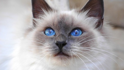 the signs as cat breeds