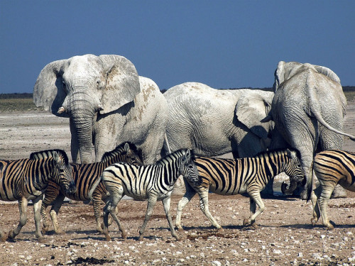 Zebras crossing by YpsyHB on Flickr.