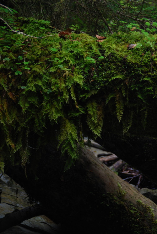 nil-a-lin: beautiful moss - own