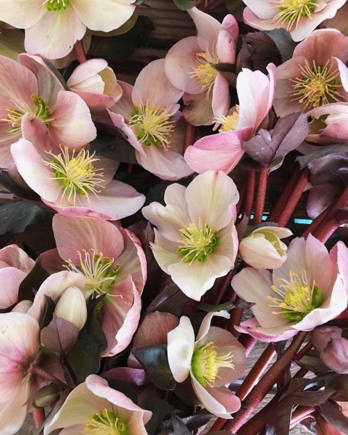 fleur-aesthetic:instagram | lovenfreshflowers adult photos
