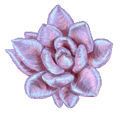 mirandamontes:  Desert Succulent Color Studies (Transparent)Graphite and DigitalMiranda Montes