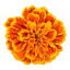 marigolds-and-honey