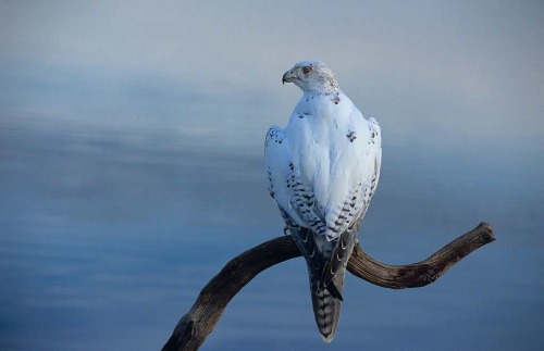 theraptorcage:White morph Gyrfalcon