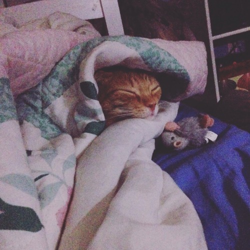 manonquinn:  LOOK AT MY FUR BABIES!!!
