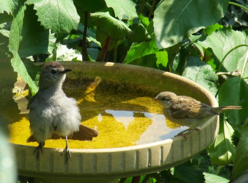 Catbird fluffed for a bath, with an English sparrow waiting.