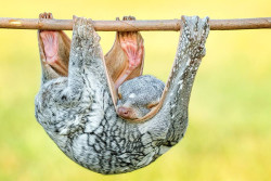 creatures-alive:  creatures-alive:  Tando (via 500px / sleeping Tando by Hendy Mp)  Sunda flying lemur (Galeopterus variegatus) 
