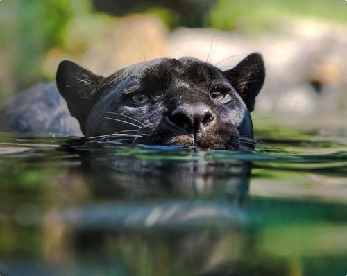 babyanimalgifs: Panthers Are Just XXXL Sized Black Cats.(via)