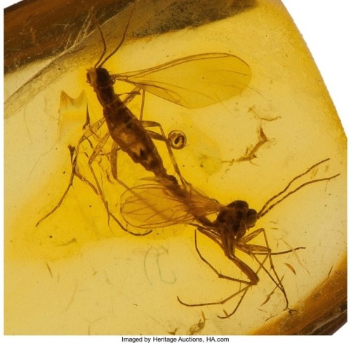 Mating Midges caught in AmberSometime in the Eocene (56 to 33.9 million years ago) of Russia the nup