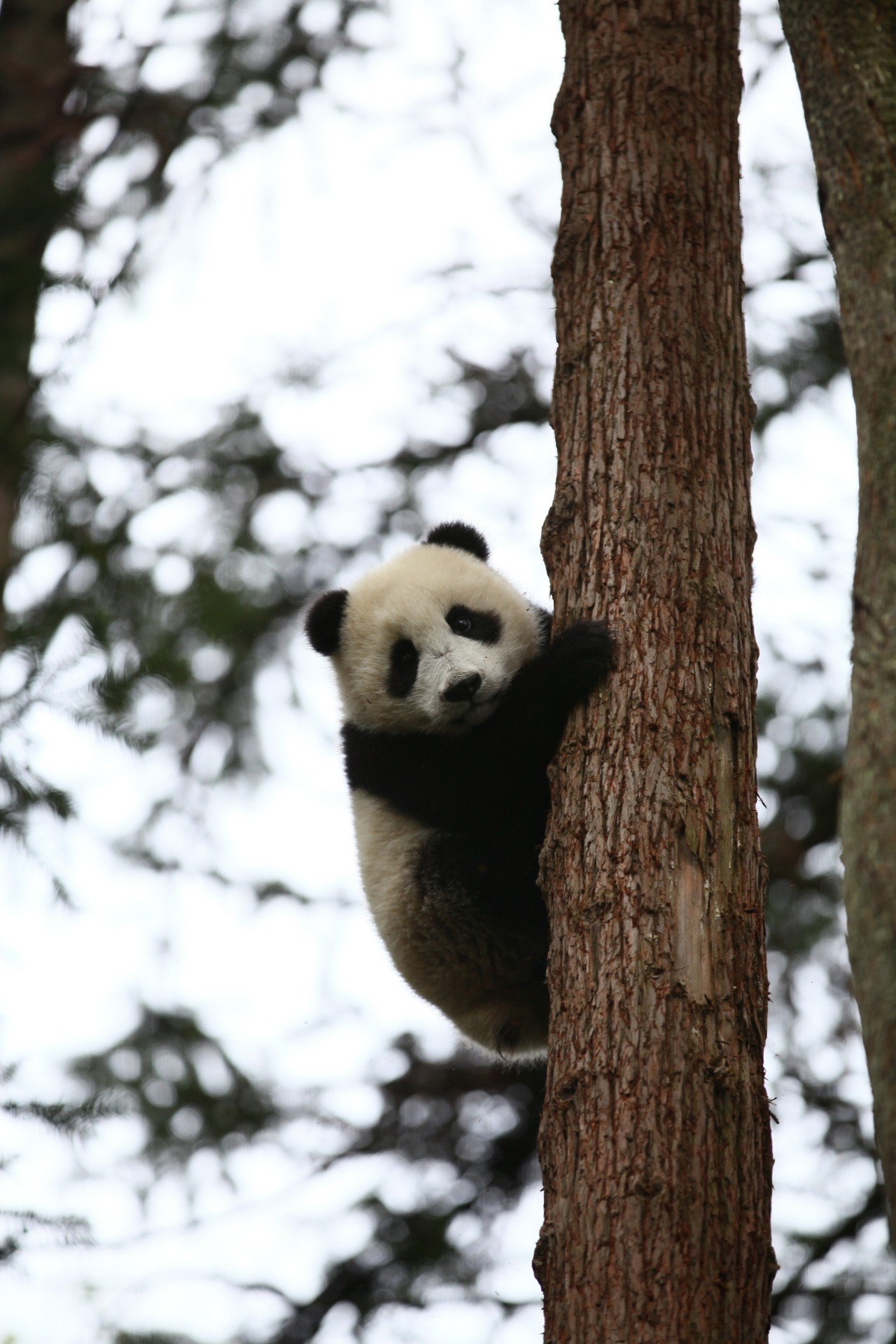 giantpandaphotos:  Hua Mei’s cub, born on August 5, 2012. © Pandas International.