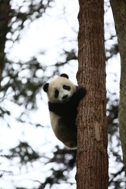 giantpandaphotos:  Hua Mei’s cub, born on August 5, 2012. © Pandas International. 
