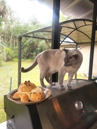 curioscurio:curioscurio:I cant live in peace for 3 minutes BREAD BULBASAUR LIVED