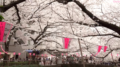 kvnai:Cherry Blossoms at Nakameguro, Tokyo - 目黒川の桜  by  Tokyo Fashion