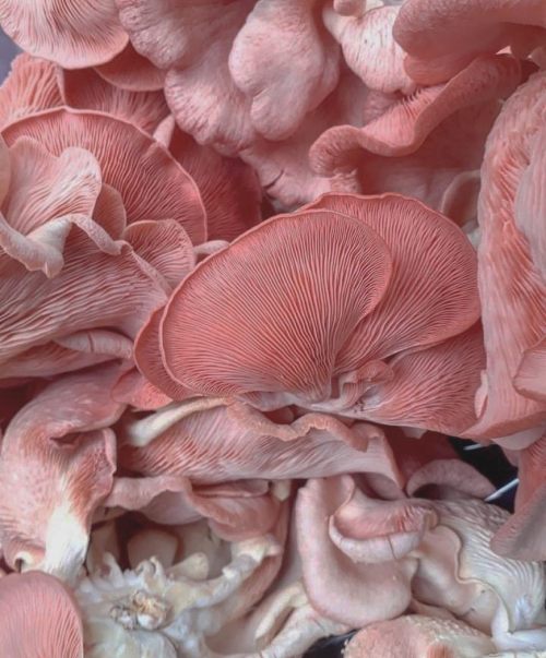 andantegrazioso: Pink mushrooms | byallegra